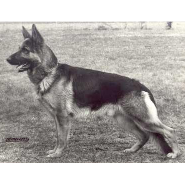 German Shepherd